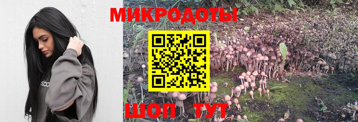 Псилоцибиновые грибы Psilocybine cubensis Новокузнецк